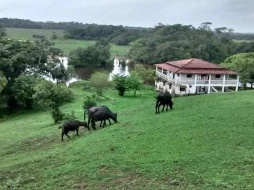 Imagem FAZENDA DE BÚFALOS - CASTANHAL/PA